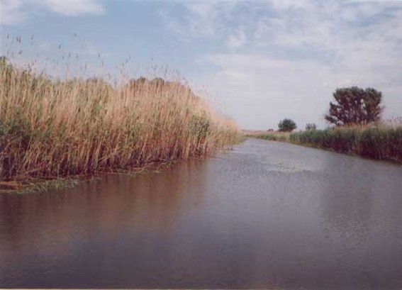 Image - One of the branches of the Don River in the Don River delta.
