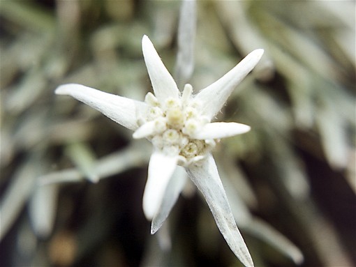 Image -- An edelweiss flower in the Carpathian Mountains.