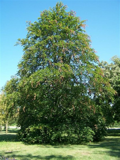 Image - European beech