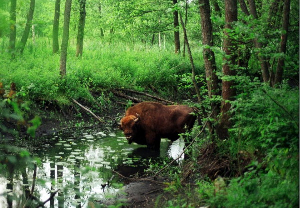 Image - European bison in the Bilovezha Forest.