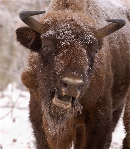 Image -- European bison