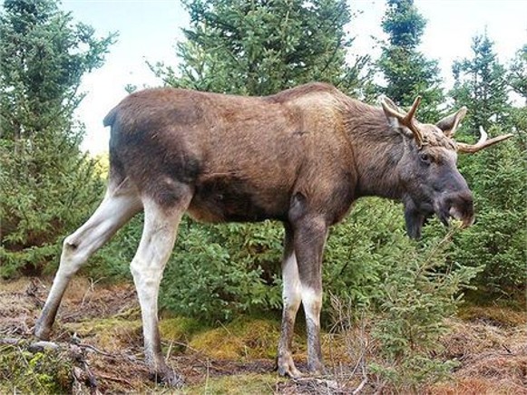 Image - European elk