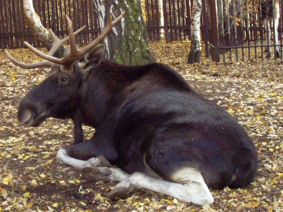 Image - European elk