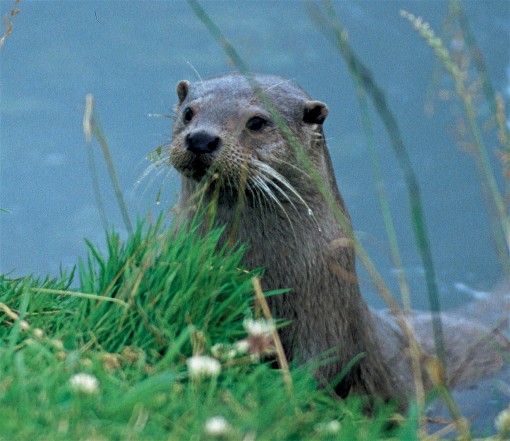 Image -- European otter