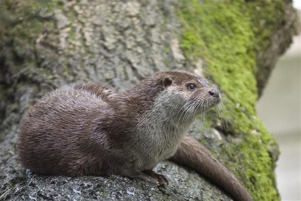 Image - European otter