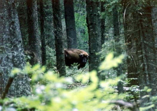 Image -- European bison in a forest in Sumy oblast.