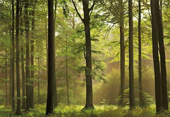 Image -- A forest in Ukraine's forest-steppe region.