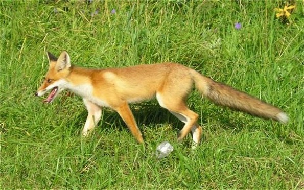 Image -- Fox