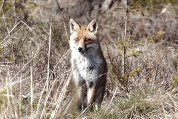 Image -- Fox