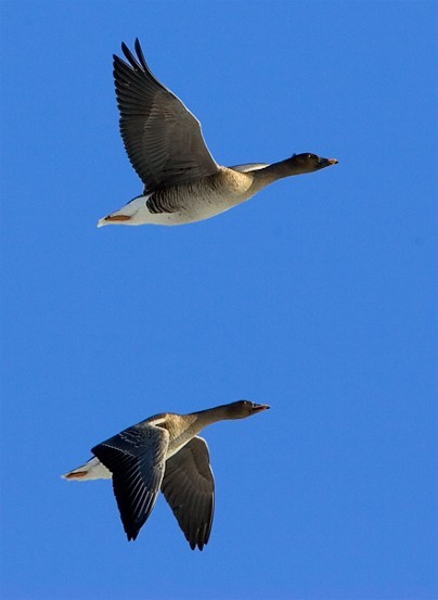 Image - Bean geese in flight