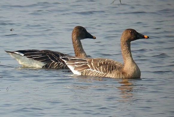 Image -- Bean geese