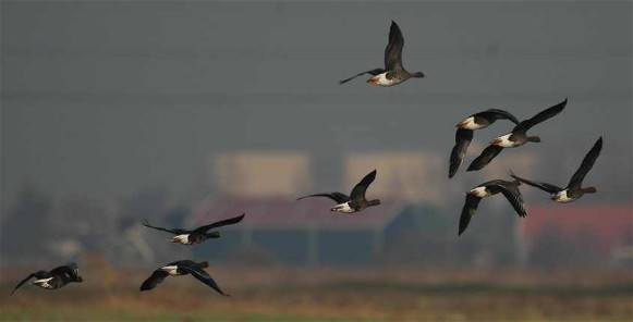 Image -- Lesser white-fronted geese in flight