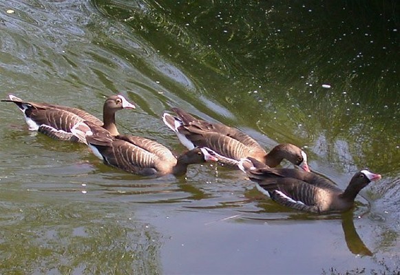 Image - Lesser white-fronted geese 