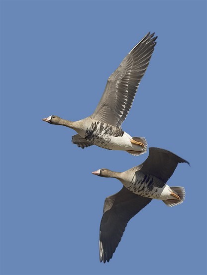 Image -- White-fronted geese