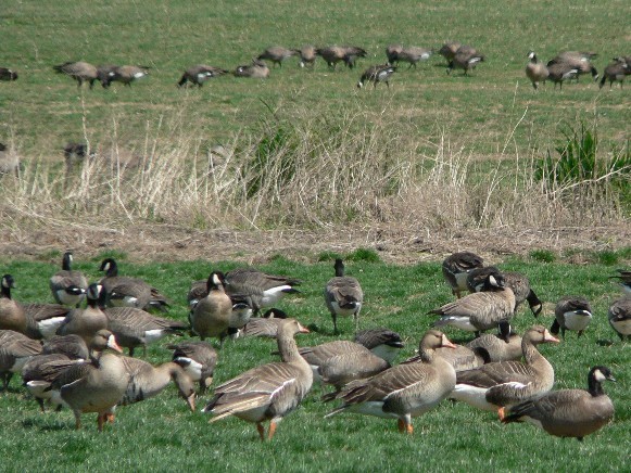 Image - White-fronted geese 