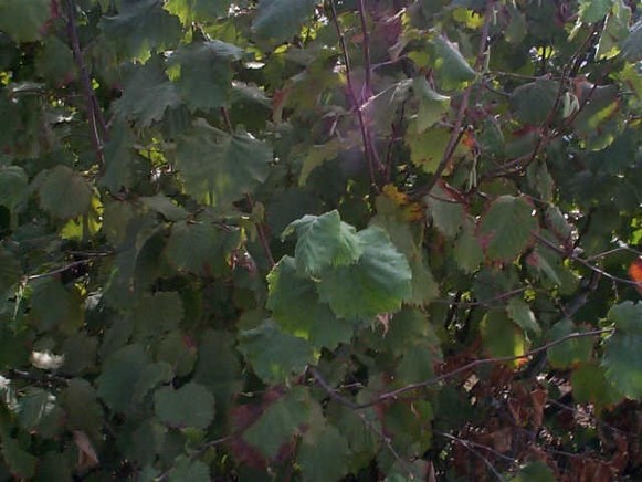 Image -- A giant hazel bush