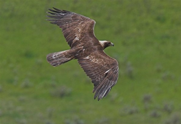 Image - Golden eagle (Berkut eagle).