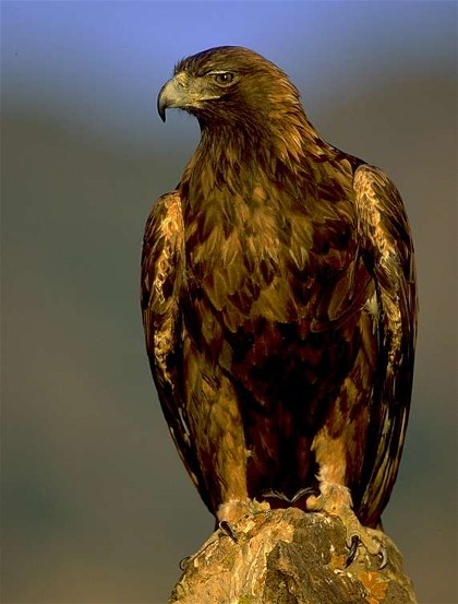 Image - Golden eagle (Berkut eagle).