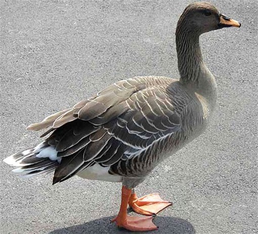 Image -- Bean goose