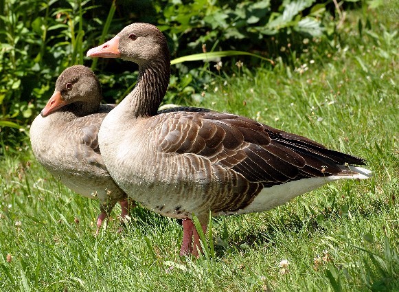 Image -- Greylag geese