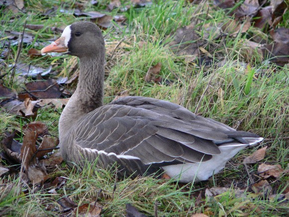 Image - White-fronted goose 