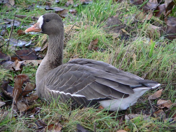 Image -- White-fronted goose