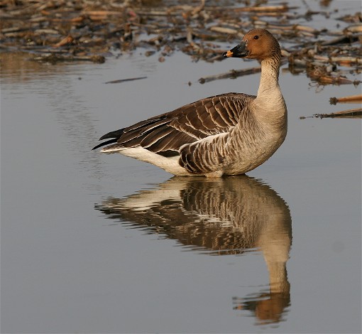 Image -- Bean goose