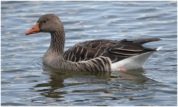 Image - Greylag goose