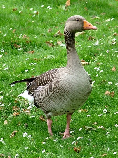 Image -- Greylag or gray goose