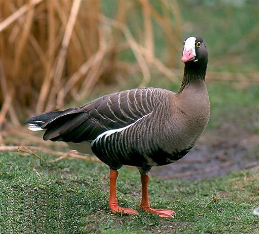 Image -- Lesser white-fronted goose