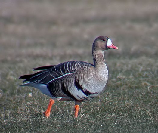 Image -- White-fronted goose