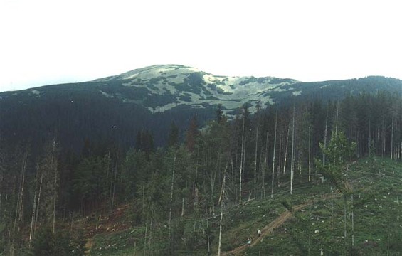 Image - Gorgany Mountains: logged forest and view of Mount Popadia.