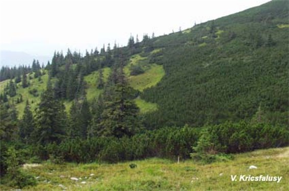 Image - Gorgany Mountains: Mount Bert.