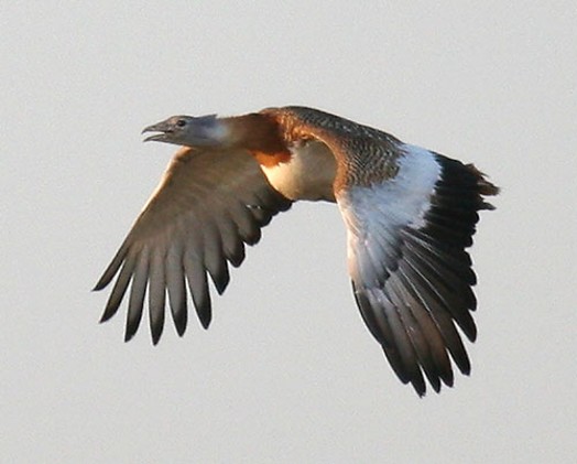 Image -- Great bustard