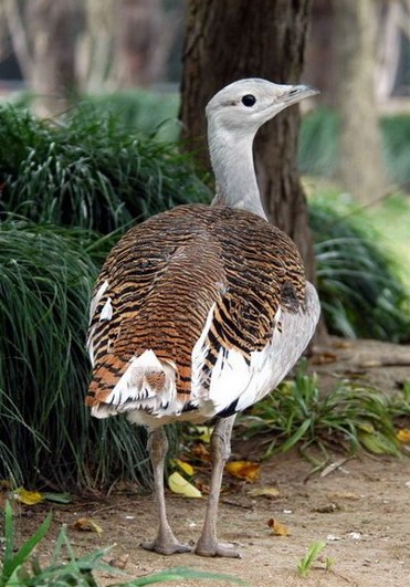 Image -- Great bustard