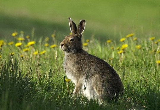 Image - Blue hare 