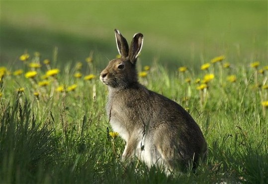 Image -- Blue hare