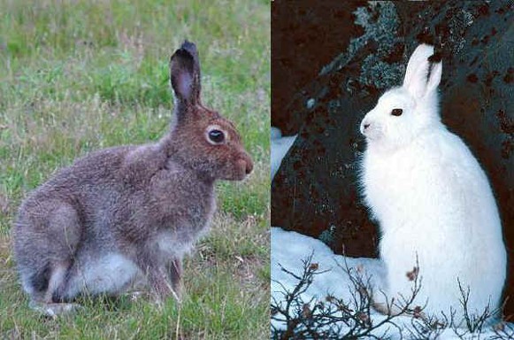 Image -- Blue or white hare