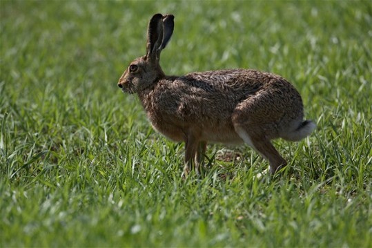 Image - Brown hare