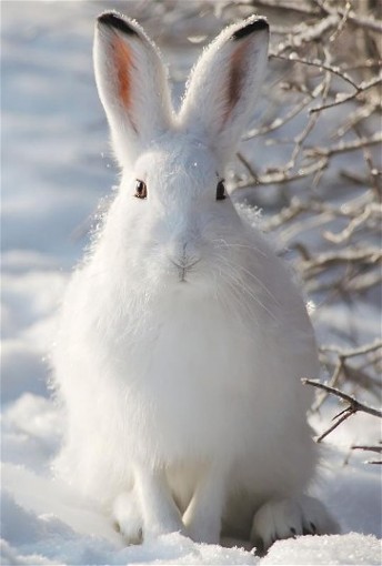 Image - White hare 