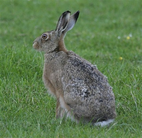 Image -- Brown hare