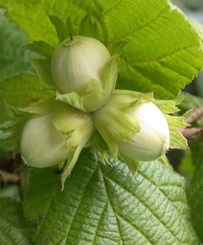 Image -- Hazel nuts