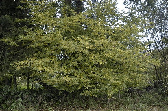 Image -- A hazelnut bush