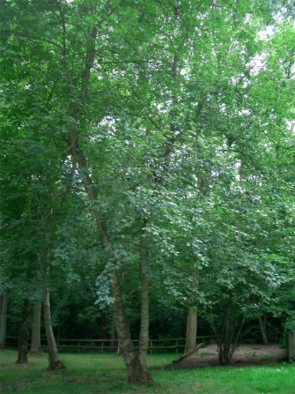 Image -- A hazelnut tree