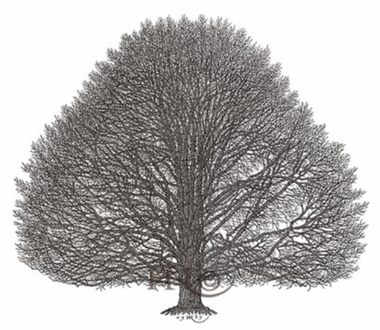 Image -- Jacques Hnizdovsky: A Tree.