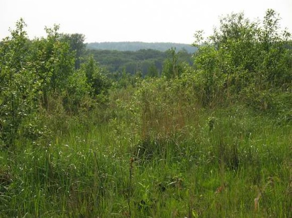 Image -- A Holohory landscape.