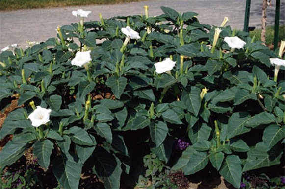 Image - Jimson weed