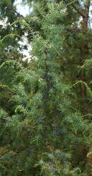 Image -- Juniper