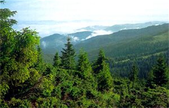 Image - Juniper trees in the Carpathian Mountains.