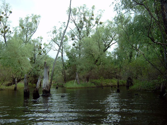 Image -- The Kaniv State Nature Reserve.